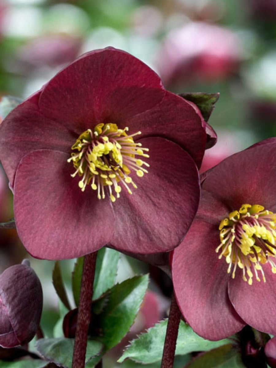 Hellebore 'Ice N' Roses Brunello' 1G